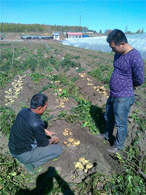 营养土厂家 营养土厂家