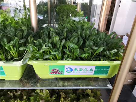 有机乌塌菜