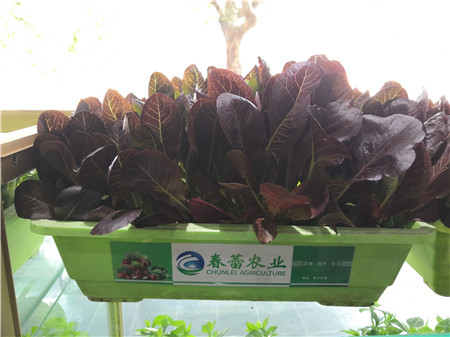 有机香麦菜