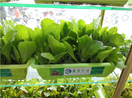 有机小白菜
