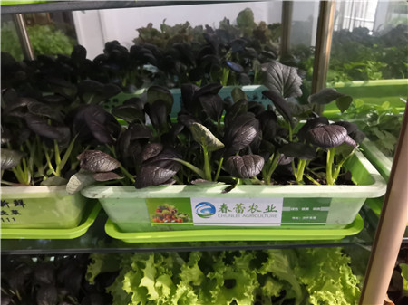 有机紫油菜