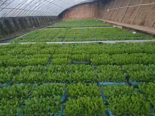 种植基地