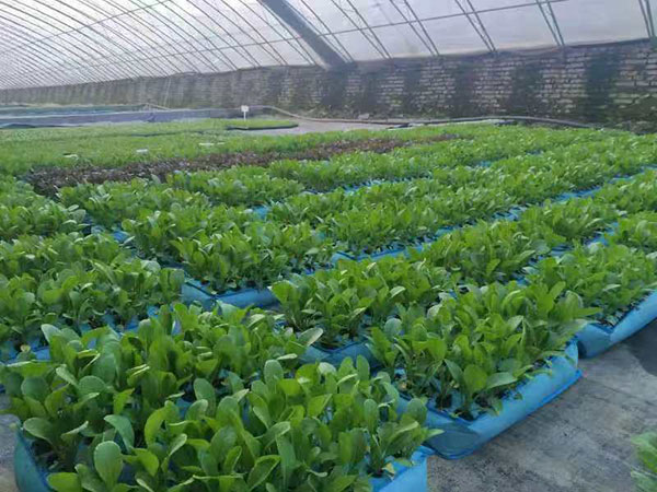 种植基地