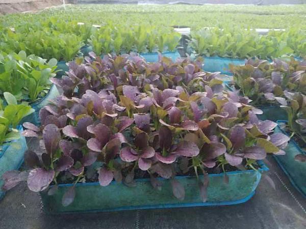 种植基地