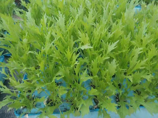 保健菜种植基地