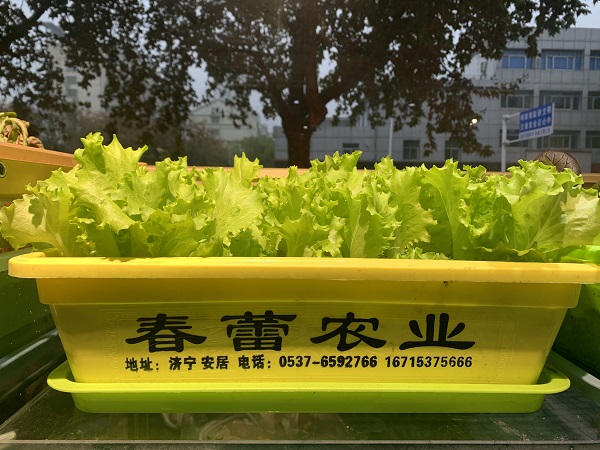 有机菜批发