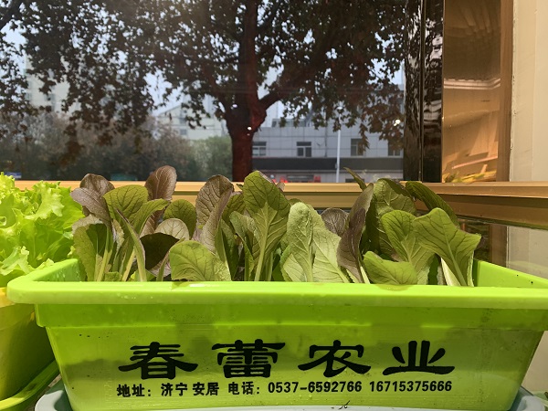 种植有机菜