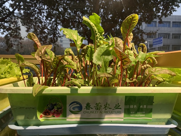 有机菜